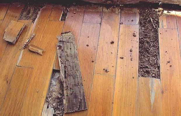 Sàn gỗ công nghiệp có bị mối mọt không