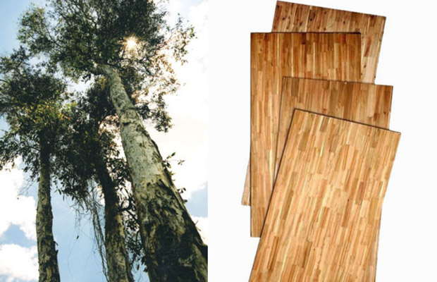 Sàn gỗ Tràm Keo sở hữu độ bền vừa phải